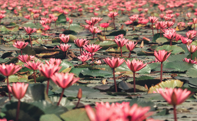 Kerala Lotus Pond