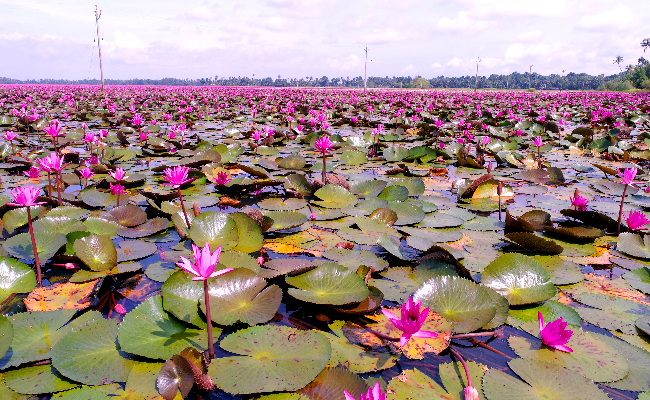 Malarikkal Kerala