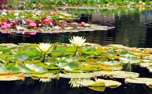 Malarikkal Kerala Lotus Pond