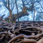 Devil’s Kitchen, aka Guna Caves in Kodaikanal