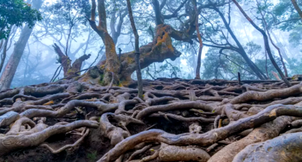 Devil’s Kitchen, aka Guna Caves in Kodaikanal