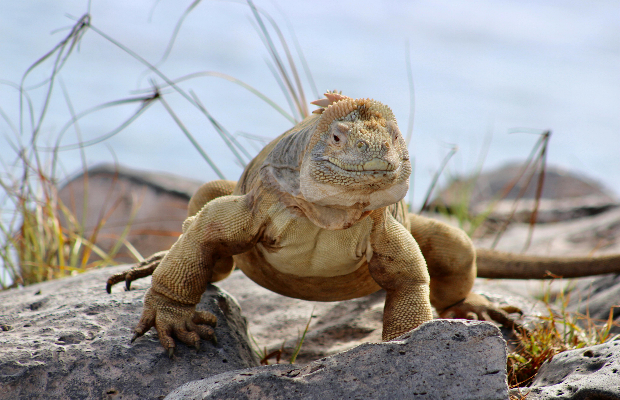 Equador Galapagos island