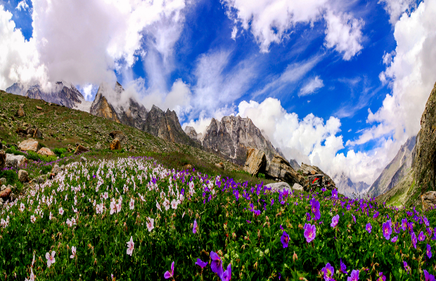 Valley of flowers